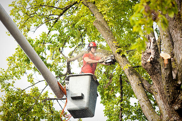 Emergency Storm Tree Removal